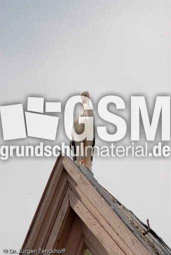 Weißstorch (8 von 20).jpg